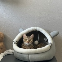 Tekir Kedi, Kedi  Lotus fotoğrafı