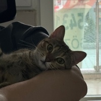 Tekir Kedi, Kedi  Lotus fotoğrafı