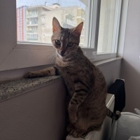 Tekir Kedi, Kedi  Lotus fotoğrafı