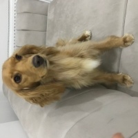 İngiliz Cocker Spaniel, Köpek Tarçın fotoğrafı