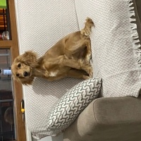 İngiliz Cocker Spaniel, Köpek Tarçın fotoğrafı