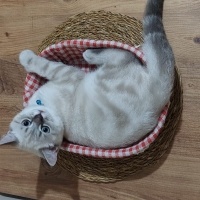 British Shorthair, Kedi Mia fotoğrafı