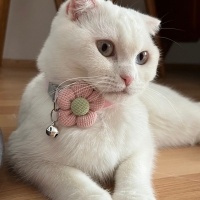 Scottish Fold, Kedi Lokum fotoğrafı