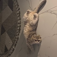 British Shorthair, Kedi Kaju fotoğrafı