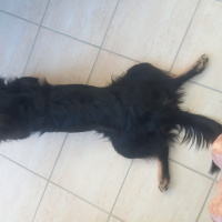 Affenpinscher, Köpek Depy fotoğrafı