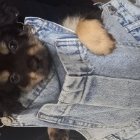 Affenpinscher, Köpek Depy fotoğrafı