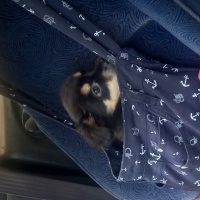 Affenpinscher, Köpek Depy fotoğrafı