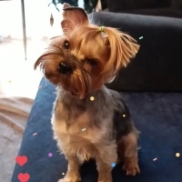 Yorkshire Terrier, Köpek Balım fotoğrafı