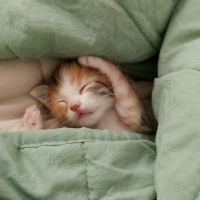 Tekir Kedi, Kedi Fincan fotoğrafı