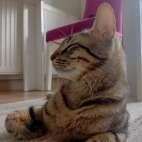 Tekir Kedi, Kedi Hüsrev fotoğrafı