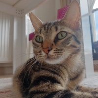 Tekir Kedi, Kedi Hüsrev fotoğrafı