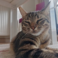 Tekir Kedi, Kedi Hüsrev fotoğrafı