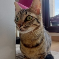 Tekir Kedi, Kedi Hüsrev fotoğrafı