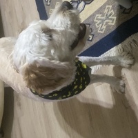 Maltese, Köpek Leo fotoğrafı