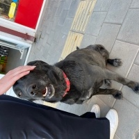 Labrador Retriever, Köpek Adı yok fotoğrafı