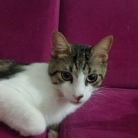Tekir Kedi, Kedi Cesur fotoğrafı