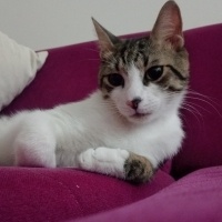 Tekir Kedi, Kedi Cesur fotoğrafı