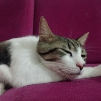 Tekir Kedi, Kedi Cesur fotoğrafı