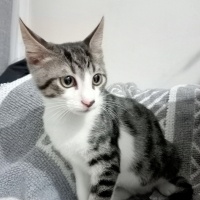 Tekir Kedi, Kedi Cesur fotoğrafı