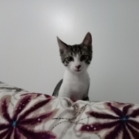 Tekir Kedi, Kedi Cesur fotoğrafı