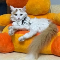 Ankara Kedisi, Kedi balım fotoğrafı