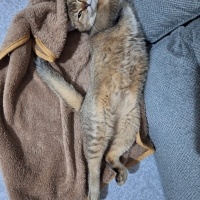 British Shorthair, Kedi Cookie fotoğrafı