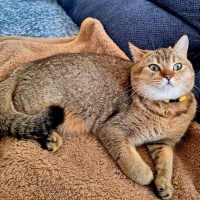 British Shorthair, Kedi Cookie fotoğrafı