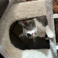British Shorthair, Kedi Roka fotoğrafı
