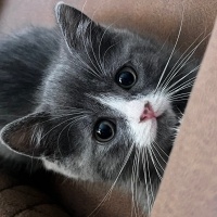 British Shorthair, Kedi Roka fotoğrafı