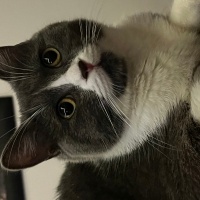 British Shorthair, Kedi Roka fotoğrafı