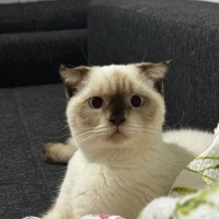 Scottish Fold, Kedi Dobby fotoğrafı