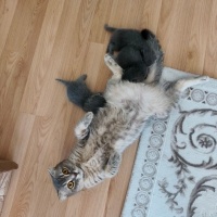 Scottish Fold, Kedi Mia fotoğrafı