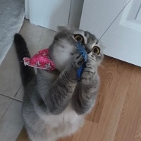 Scottish Fold, Kedi Mia fotoğrafı