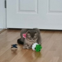 Scottish Fold, Kedi Mia fotoğrafı