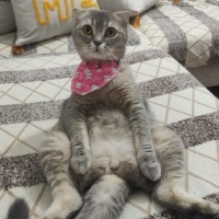 Scottish Fold, Kedi Mia fotoğrafı