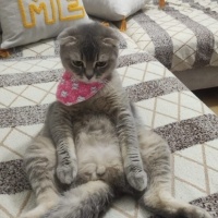 Scottish Fold, Kedi Mia fotoğrafı