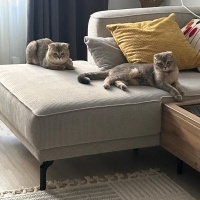 Scottish Fold, Kedi Mia fotoğrafı