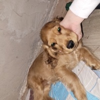 İngiliz Cocker Spaniel, Köpek X fotoğrafı