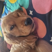 İngiliz Cocker Spaniel, Köpek X fotoğrafı