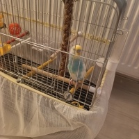 Muhabbet Kuşu, Kuş Nane fotoğrafı