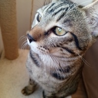 Tekir Kedi, Kedi Mars fotoğrafı