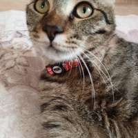 Tekir Kedi, Kedi Mars fotoğrafı