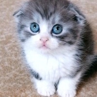 Scottish Fold, Kedi Eylül fotoğrafı