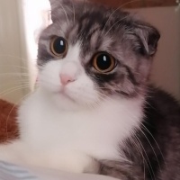 Scottish Fold, Kedi Eylül fotoğrafı