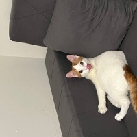 Tekir Kedi, Kedi balık fotoğrafı