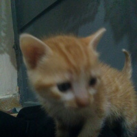 Tekir Kedi, Kedi Leydi fotoğrafı