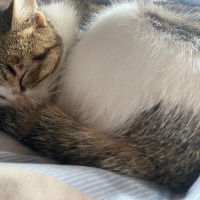 Tekir Kedi, Kedi Cesur fotoğrafı