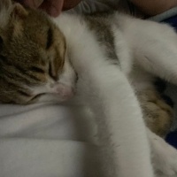 Tekir Kedi, Kedi Cesur fotoğrafı