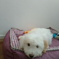 Maltese, Köpek Pofi fotoğrafı