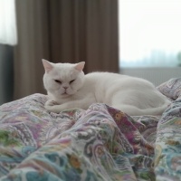 British Shorthair, Kedi Gomez fotoğrafı